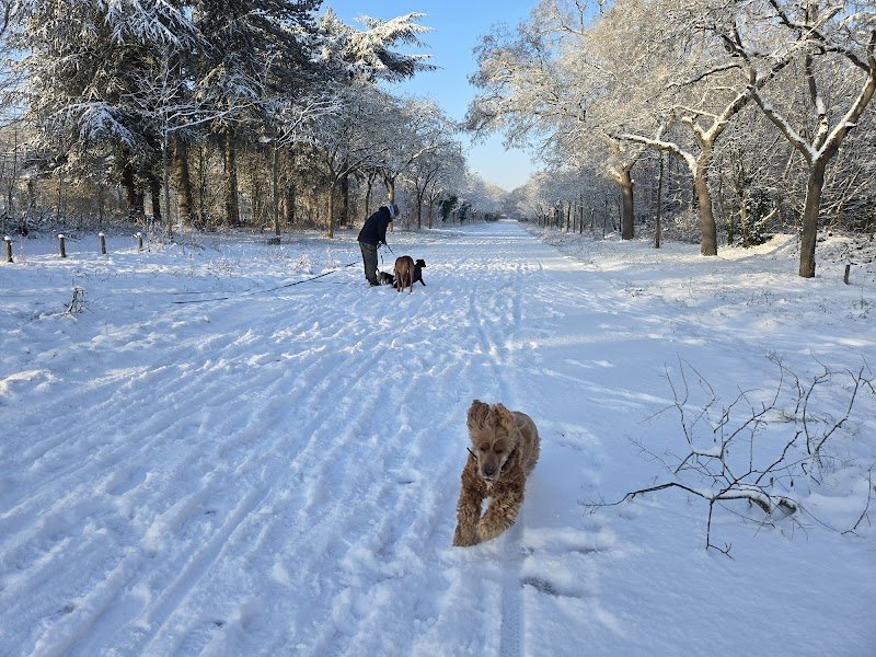 Dog Vadrouille - Promenade canine