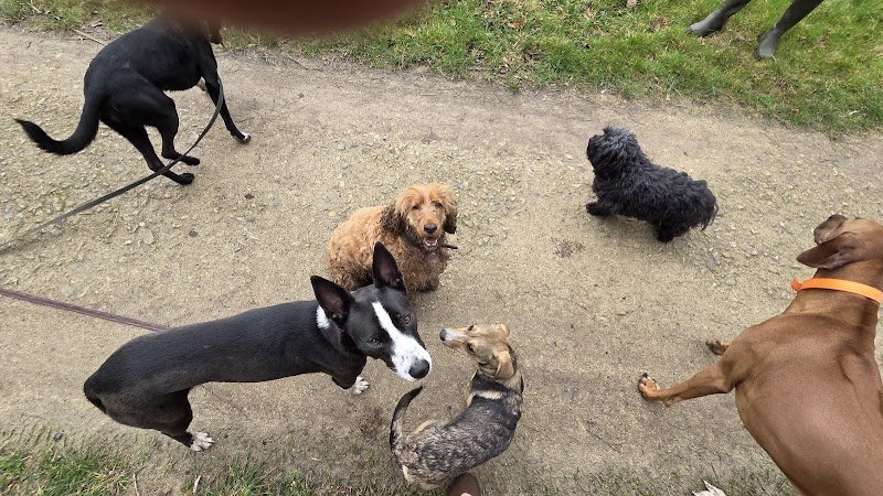 Dog Vadrouille - Promenade canine - photo 2