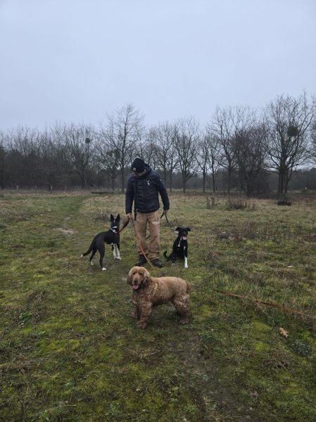 Dog Vadrouille - Promenade canine - photo 3