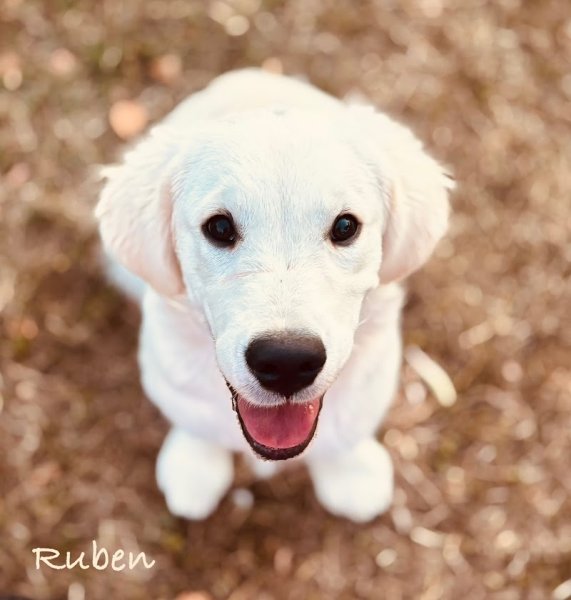 Villa Canina 36 pension canine familiale