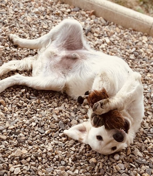 Villa Canina 36 pension canine familiale - photo 2