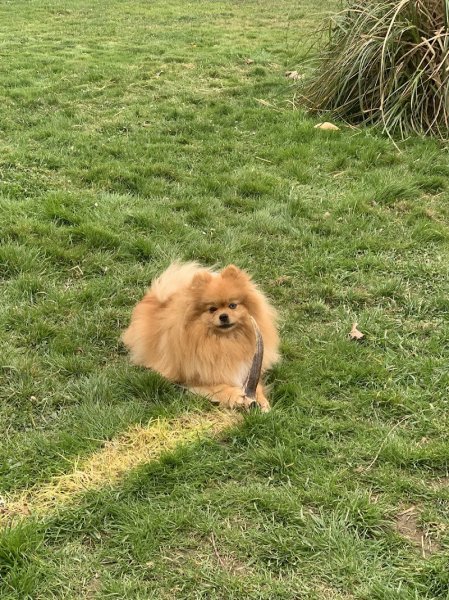 Villa Canina 36 pension canine familiale - photo 3