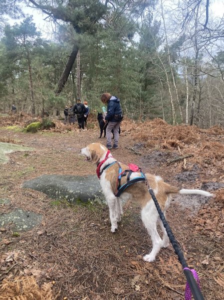 Charly's Dogs Education et comportement canin - photo 2