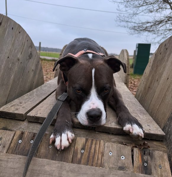 Charly's Dogs Education et comportement canin - photo 3