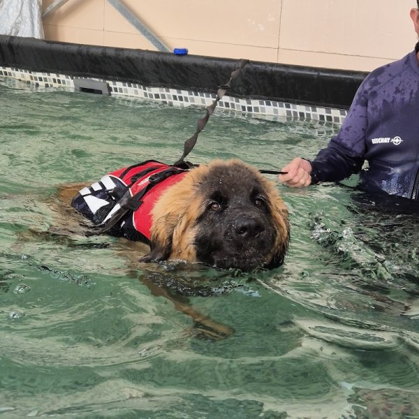 Services Canins Gipteau E.I. - photo 3