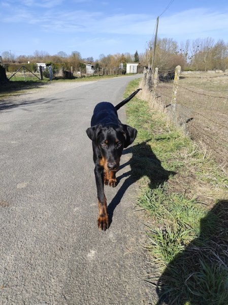 Chez Polly Dog Éducateur canin orne / Sarthe / Eure et Loire