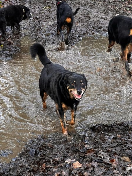 Chez Polly Dog Éducateur canin orne / Sarthe / Eure et Loire - photo 2