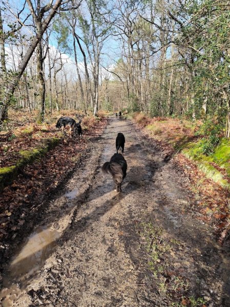 Chez Polly Dog Éducateur canin orne / Sarthe / Eure et Loire - photo 3