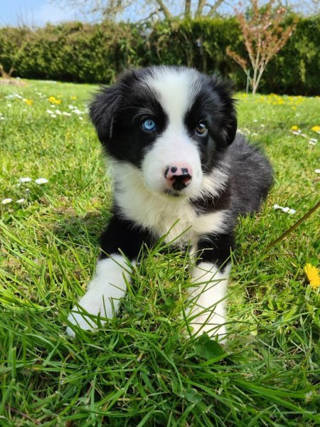 Amis Dogs 76 - photo 3