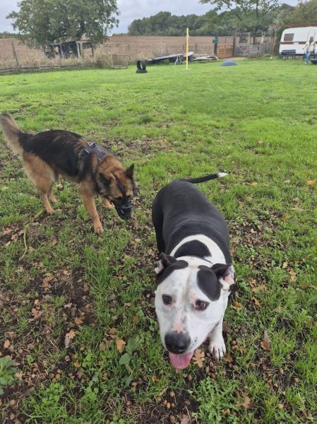 Olivier Davain - Educateur canin - Comportementaliste canin 37 - photo 2