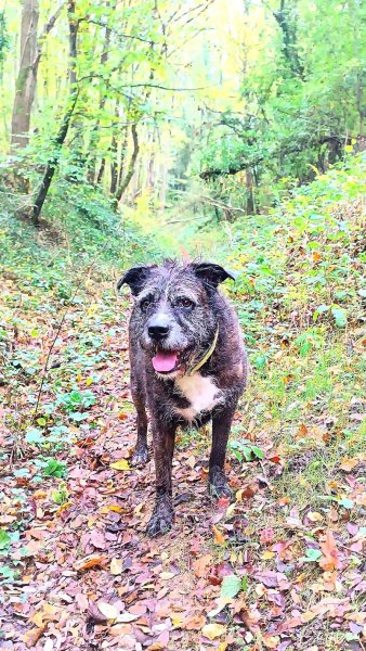 Amicalement Canin - photo 2