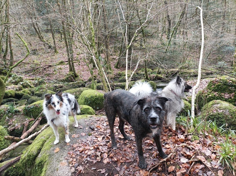 Amicalement Canin - photo 3