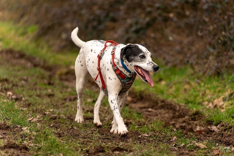 Purement Canin - photo 2