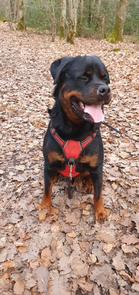 Purement Canin - photo 3