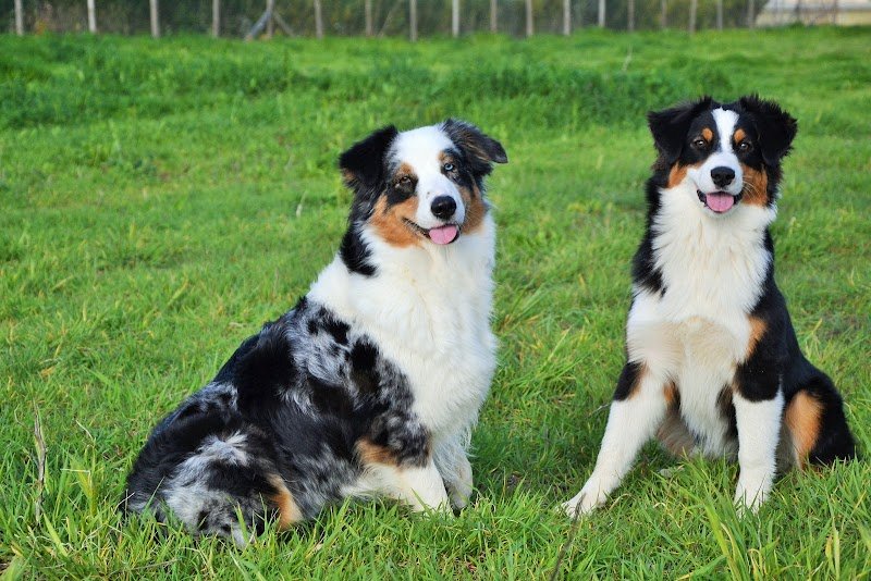 Educachien 28 - Club Canin - Educateur Canin Comportementaliste