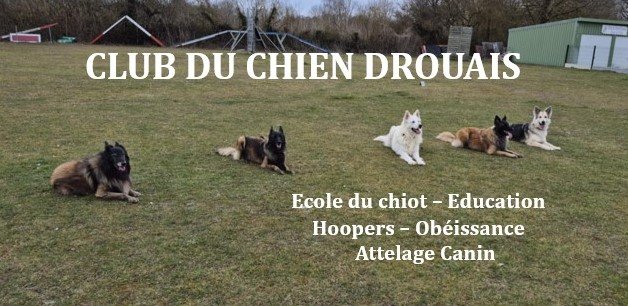 Club du chien Drouais - photo 2
