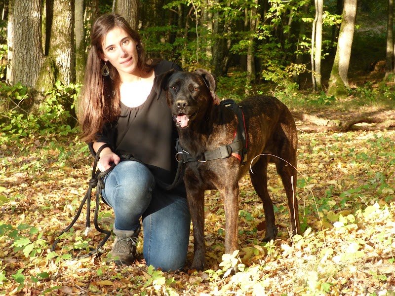 Ô maîtres tranquilles, éducateur canin comportementaliste