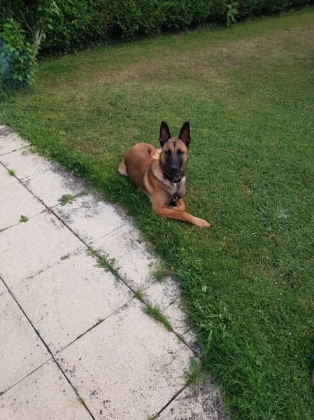 Ô maîtres tranquilles, éducateur canin comportementaliste - photo 2