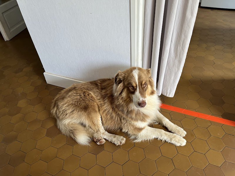 Ô maîtres tranquilles, éducateur canin comportementaliste - photo 3