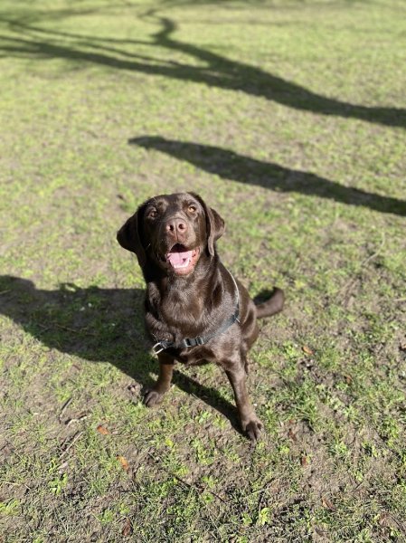 Dog's coaching - photo 2