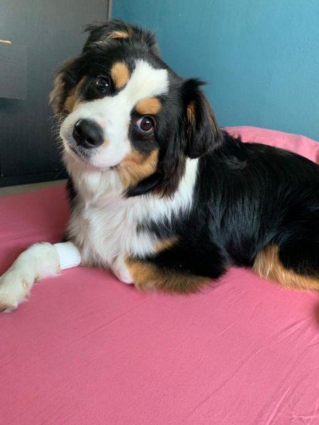 Dog's coaching - photo 3