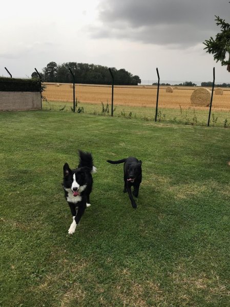 Culture Canine - Educateur Canin - Pension canine