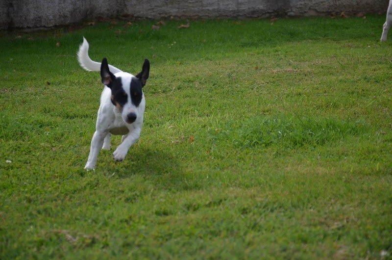 Culture Canine - Educateur Canin - Pension canine - photo 2