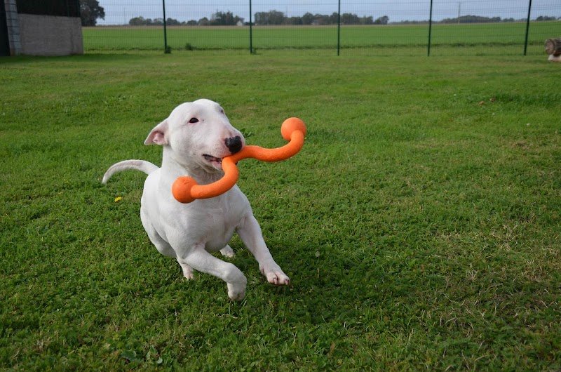 Culture Canine - Educateur Canin - Pension canine - photo 3