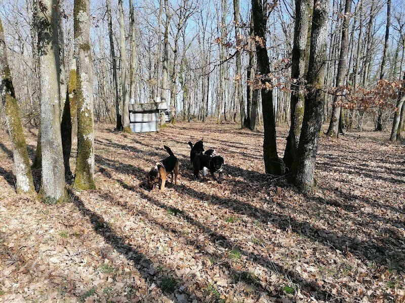 Édu'Cat Pat : Éducation et comportement canin - photo 2