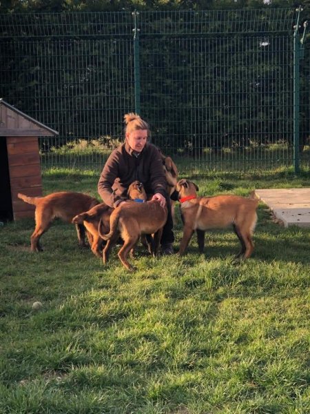 Édu'Cat Pat : Éducation et comportement canin - photo 3