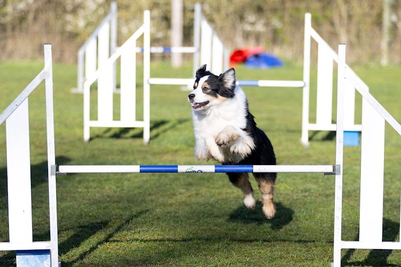 Club Canin Multi Pat's - photo 1