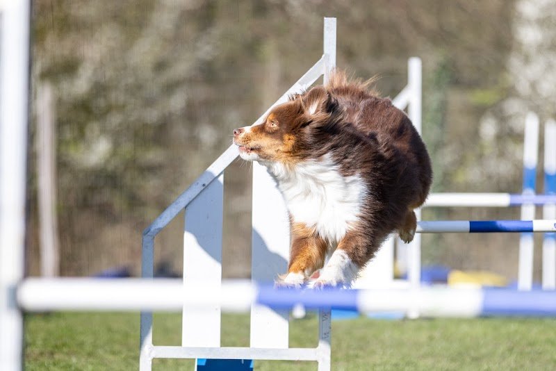 Club Canin Multi Pat's - photo 2