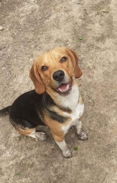 Canidog - Educateur Canin