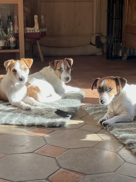 Canidog - Educateur Canin - photo 3