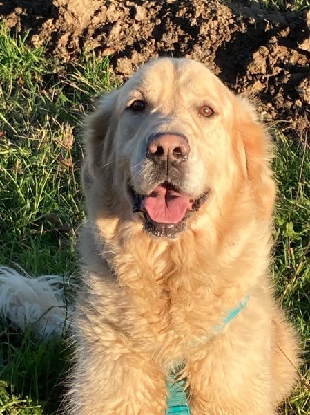 HK-comportement : communiquer avec son chien - photo 2