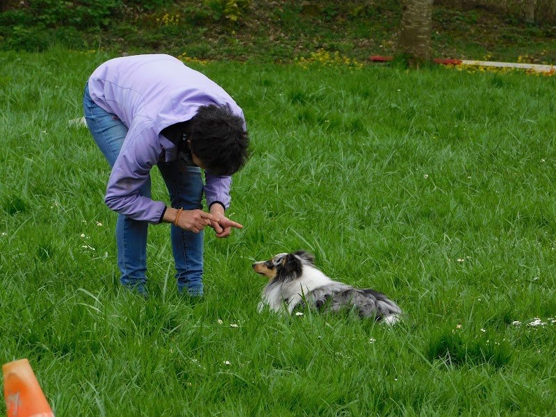 Club Canin de la Voise