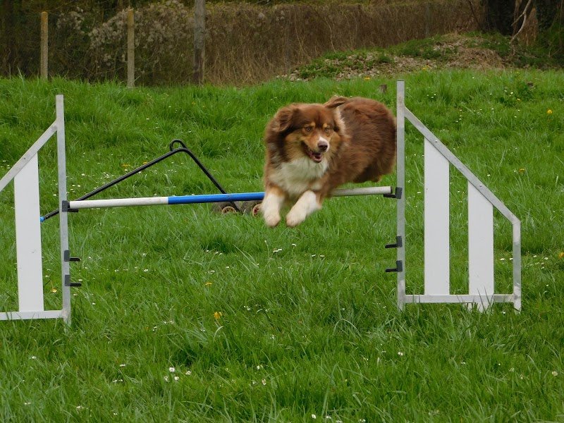 Club Canin de la Voise - photo 3