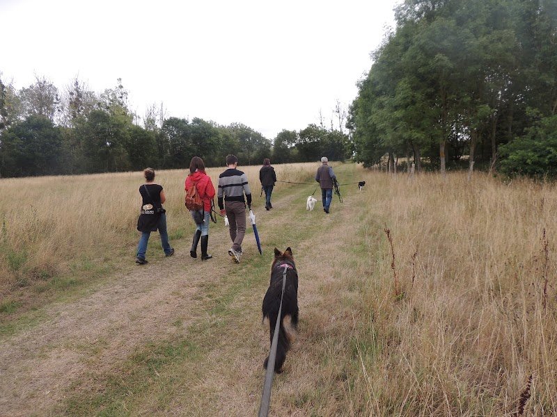 Os'cours : Apprendre à comprendre son chien - photo 1