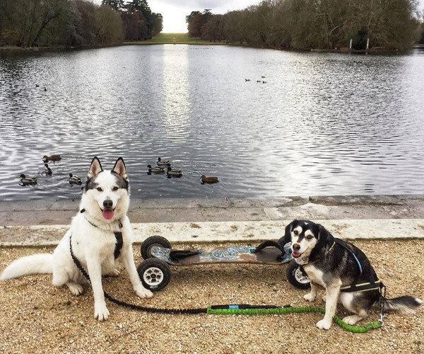 Apache.dog - photo 1