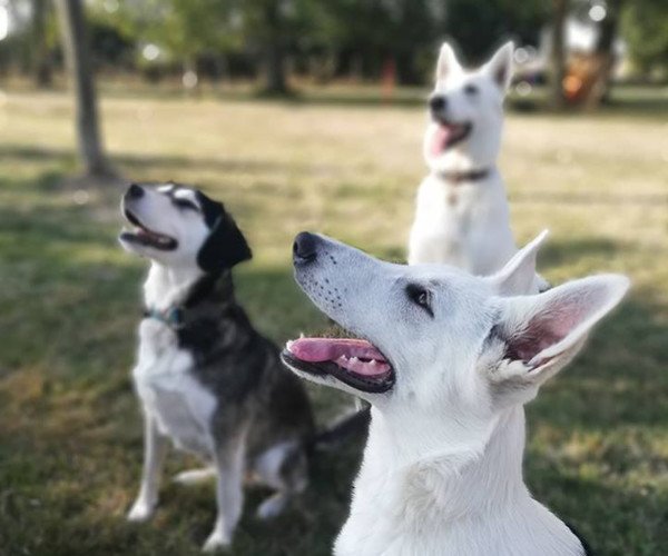 Apache.dog - photo 2