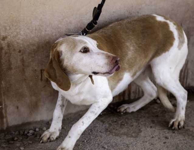 Apache.dog - photo 3