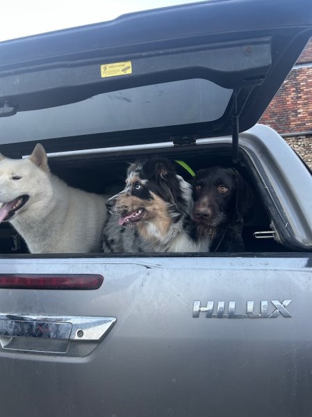 La Meute De Lau - éducateur canin 78