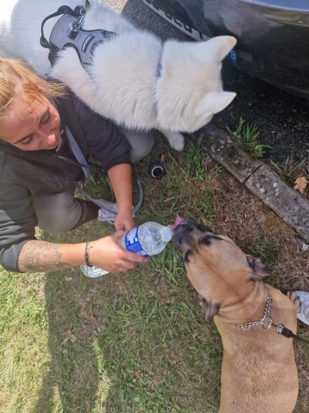 La Meute De Lau - éducateur canin 78 - photo 3