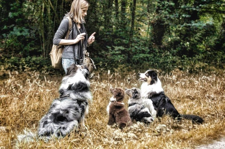 CANIS DEI - éducateur canin - comportementaliste - photo 2