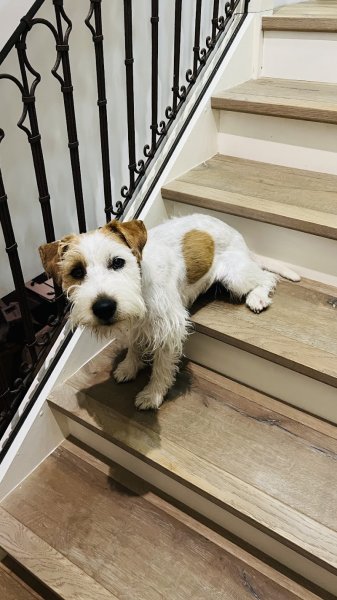 Langage de Chien - éducateur canin comportementaliste - photo 2