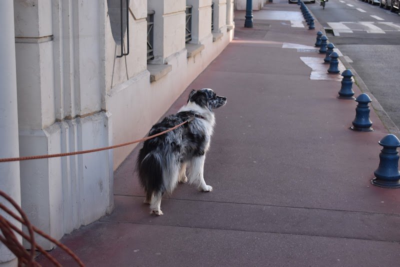 Langage de Chien - éducateur canin comportementaliste - photo 3