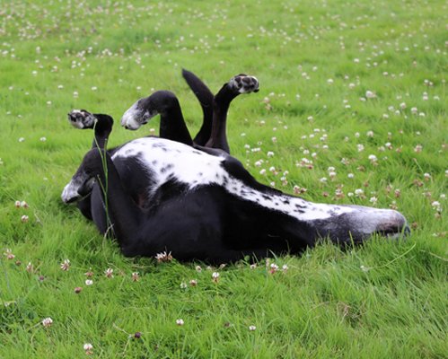 Education canine - Conseil en comportement - Chiens des villes