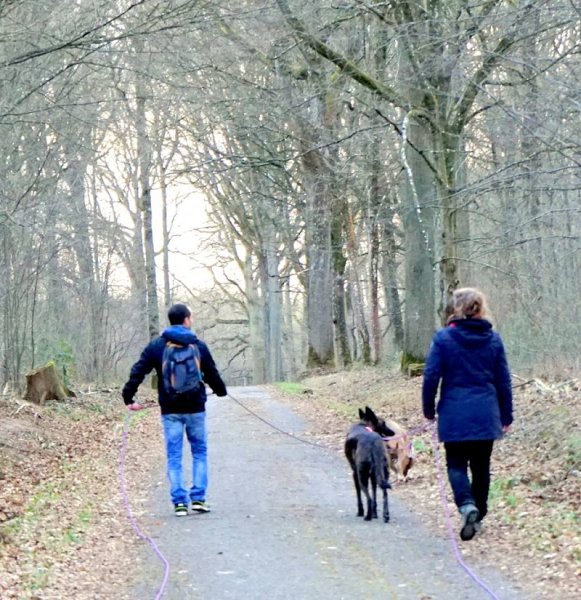 Education canine - Conseil en comportement - Chiens des villes - photo 2