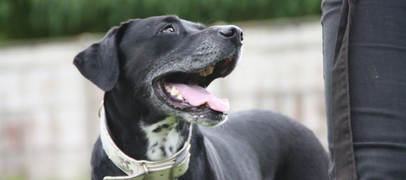 Education canine - Conseil en comportement - Chiens des villes - photo 3