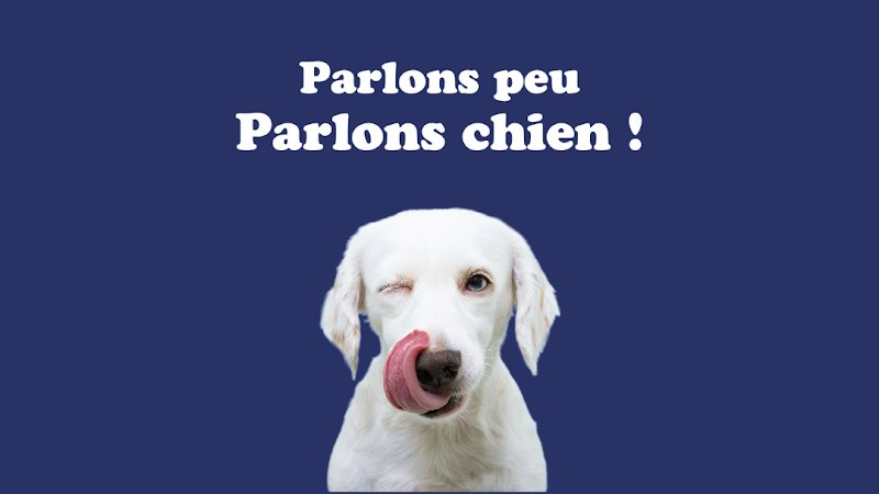 Langue de chien - éducateur canin - photo 1